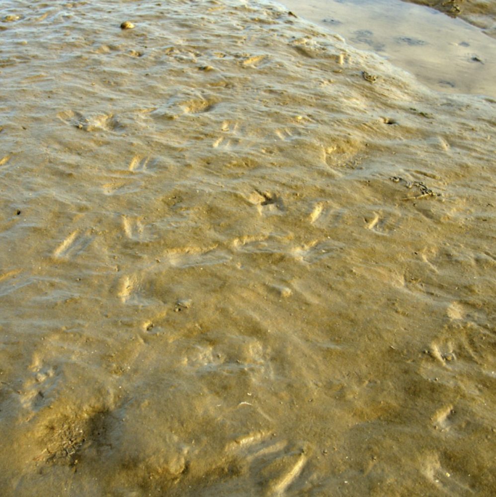 When chasing mullet on the fly, look for feeding tracks in the mud at low tide. 